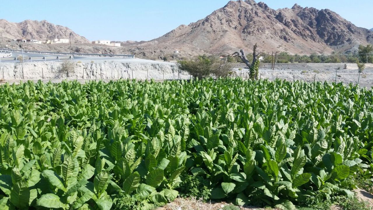 Dokha Etiquette: The Unwritten Rules of Smoking in the UAE | Enjoy Dokha UAE