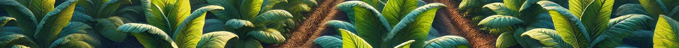 What is Dokha? A Beginner’s Guide to the UAE’s Favorite Tobacco | Enjoy Dokha UAE