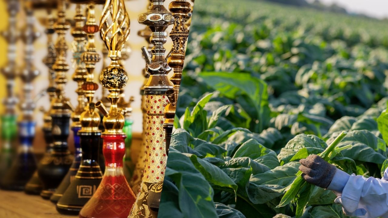 Dokha vs Shisha Understanding the Differences Between UAE's Popular Tobacco Products - www.enjoydokha.ae