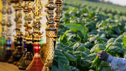 Dokha vs Shisha Understanding the Differences Between UAE's Popular Tobacco Products - www.enjoydokha.ae