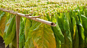 How to Smoke Dokha A Step-by-Step Guide for Beginners in Dubai - www.enjoydokha.ae