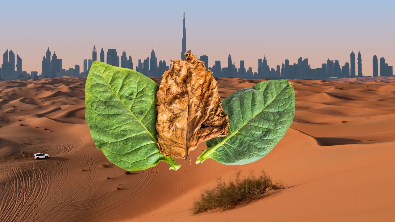 Where to Buy Premium Dokha in Dubai: The Ultimate 2025 Guide - Enjoy Dokha UAE www.enjoydokha.ae
