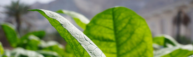 Banner image for: Dokha Tobacco Authentic from the UAE